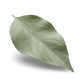 Phenylpropanol